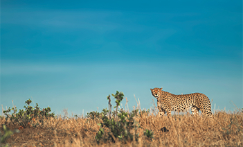 Cheetah Cam Image
