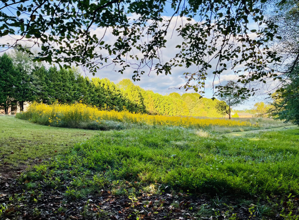 The Salemtowne Forest Keepers